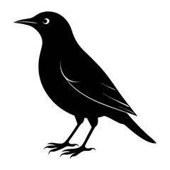  bird vector illustration