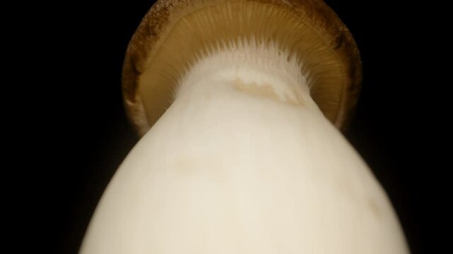 King Oyster Mushroom Rotating in Seamless Loop Captured with Dolly Slider and Extreme Close-Up from Low Angle Emphasizing Gills and Stem Texture, Healthy Eating Concept
