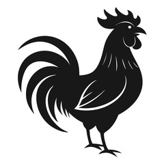 rooster isolated on white background