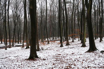 Dunkler Wald im Winter in Norddeutschland