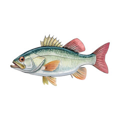 Beautiful Watercolor Illustration of a Spotted Bass Fish with Yellow Fins, Ideal for Fishing Enthusiasts and Nature Art Enthusiasts