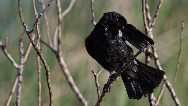 Male Red-winged Blackbird energetically preens in an ultra-closeup video