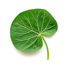 Fototapeta premium Bamboo Leaf