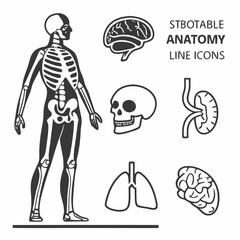 Anatomy Line Editable Icons set. Containing brain, lungs, stomach, skeleton, etc. Editable stroke. Vector illustration