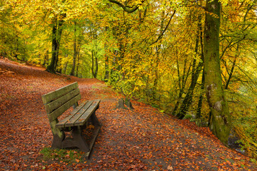 Tranquil forest bench along a leafy autumn trail at the Birks of Aberfeldy in Perthshire, Scottish Highlands, framed by golden trees and a vibrant carpet of fallen foliage