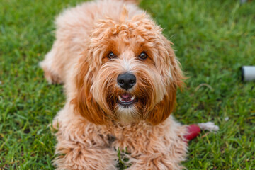 Beautiful curly shaggy brown dog in summer outdoor