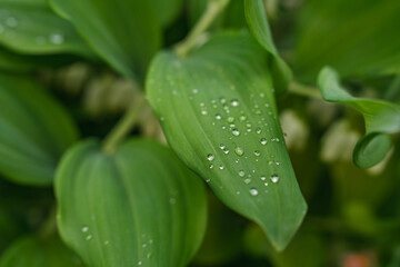 Beautiful background video with green leaves and raindrops