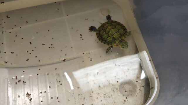 A small red-eared slider or red-eared terrapin turtle is eating turtle food in a plastic cupboard pond. World Turtle Day to celebrate on May 23rd.