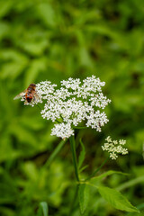 Close up of a honey bee working on a white flower collecting pollen, bee in background. Close up.Bee
