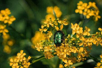 A shiny green beetle on a leaf