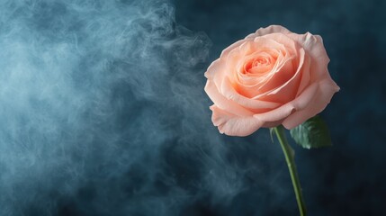 A beautifully soft pink rose emerges from a smoky background, symbolizing love, beauty, and the ethereal nature of bloom in a captivating visual interplay and elegance.