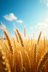 Fototapeta premium Golden Wheat Field Under a Sunny Blue Sky Agricultural Harvest Scene