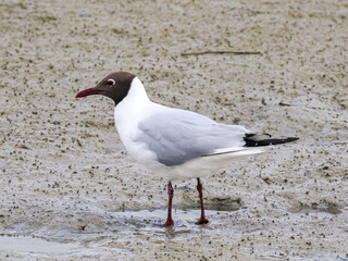 Mouette rieuse (Chroicocephalus ridibundus) en plumage nuptial, cherchant sa nourriture sur l’estran vaseux