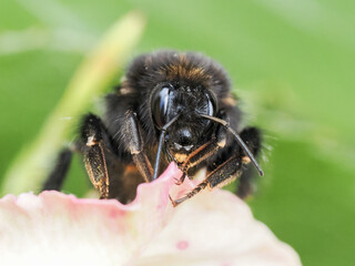 Bourdon des pierres (Bombus lapidarius) photographié en macro sur feuille et fleur