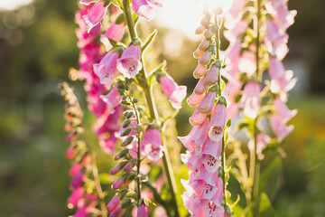 Beautiful foxglove flowers blooming in the garden at sunset © Laura