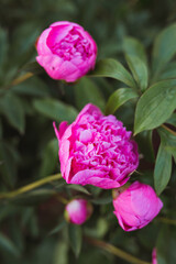 Pink peonies in the summer garden