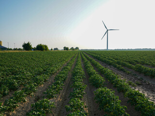 A fertile field with straight rows of crops and a modern wind turbine on the horizon