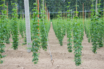 Hop field planted in straight rows with vines tied to tall poles using rope. Traditional German...