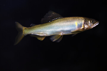 live ayu sweetfish (Plecoglossus altivelis)