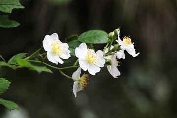 Wild Japan Endemic Rose (Rosa onoei var. hakonensis)