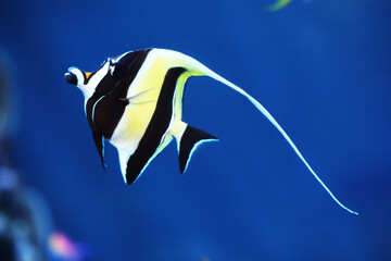 Moorish Idol (Zanclus cornutus) swimming in reef