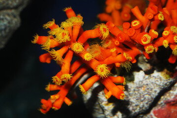 Orange cup coral (Dendrophyllia arbuscula)