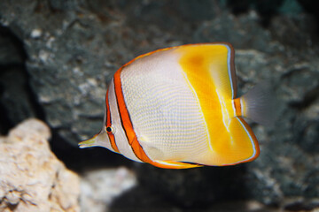 Margined Coralfish (Chelmon marginalis) from Australia