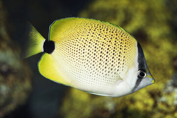  millet butterflyfish (Chaetodon miliaris) endemic to Hawaiian Islands and Johnston Atoll