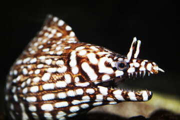 leopard moray eel, tiger moray eel or dragon moray (Enchelycore pardalis)