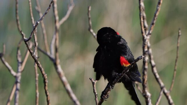 Male Red-winged Blackbird preens and sings in a closeup shot with sound