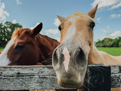 Extreme close-up of a palomino horse muzzle with whiskers peeking over a weathered wooden fence rail, a chestnut horse softly blurred in the background beneath a blue sky