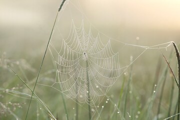 Spider web on a meadow during sunrise