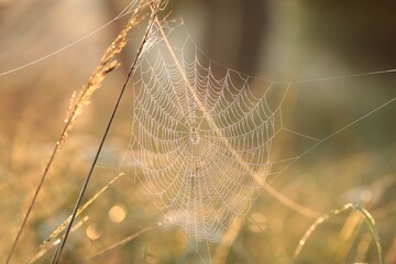 Spider web on a meadow during sunrise