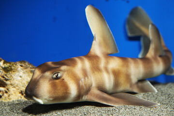 Bullhead Japanese Hornshark (Heterodontus japonicus) 