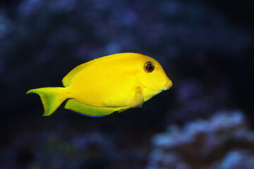 Orangespot or Orange shoulder Surgeonfish (Acanthurus olivaceus)	
