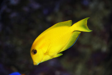 Orangespot or Orange shoulder Surgeonfish (Acanthurus olivaceus)