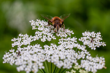 Close up of honey bee working on white flower collecting pollen, bee background. Close up.Bee. Ideal for nature, gardening and floral background.