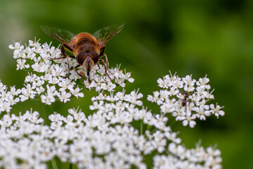 Close up of honey bee working on white flower collecting pollen, bee background. Close up.Bee. Ideal for nature, gardening and floral background.