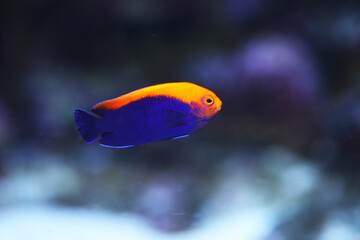 Brazilian flameback angelfish (Centropyge aurantonotus)	