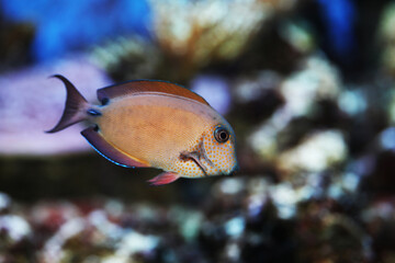 Lavender Tang (Acanthurus nigrofuscus) in reef tank