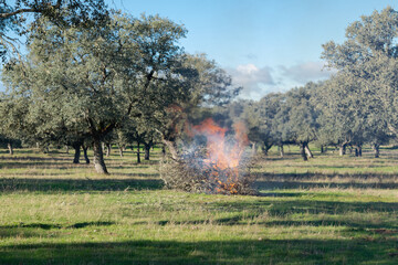 Fire starts in a pasture with the burning of weed stubble