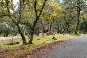 colorful autumn forest scene with wildlife