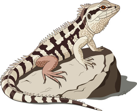 Uromastyx aegyptia sanda transparent background premium quality