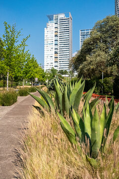 Agave plants and dry landscape with modern buildings in background, Mexico City, Mexico, showcasing urban ecology and integration of native species in city planning