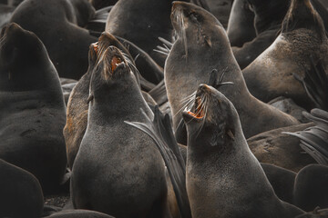 Fototapeta premium Group of sea lions resting on rocky shore, with some vocalizing, showcasing their natural behavior and social interaction in a coastal environment