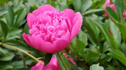 beautiful peony flowers in the garden © MARIA – Nature