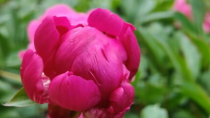 beautiful peony flowers in the garden © MARIA