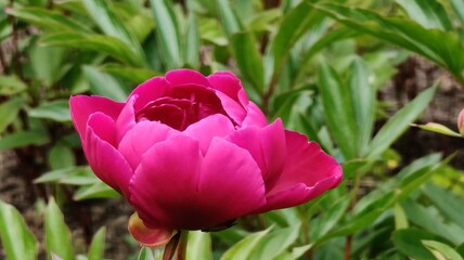 beautiful peony flowers in the garden © MARIA – Nature