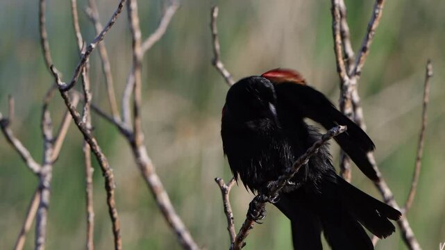Male Red-winged Blackbird preens and sings in a closeup shot with sound