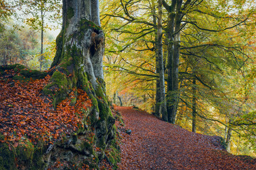Ancient tree roots cling to a mossy hillside beside a golden woodland trail in the Birks of...